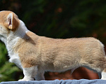 Собаки в Самаре: Вельш Корги пемброк. Мальчик, 80 000 руб. - фото 4