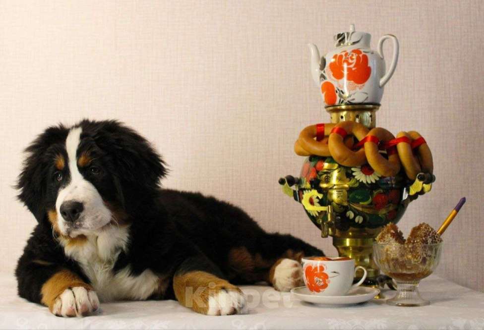 Собаки в Новосибирске: Щенки бернского зенненхунда Девочка, 150 000 руб. - фото 1