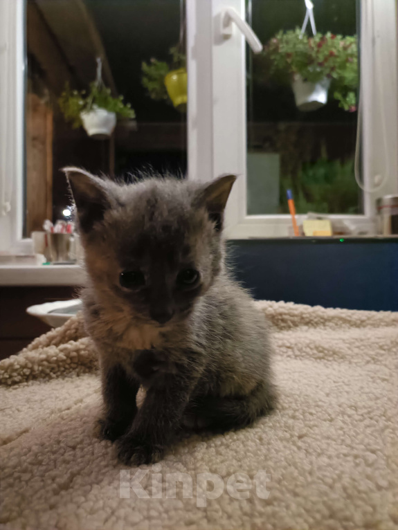 Кошки в других городах Ленинградской области: Симочка Девочка, Бесплатно - фото 3