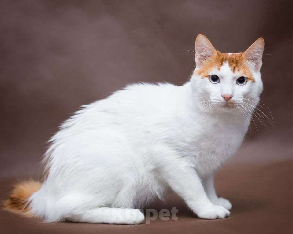 Кошки в Москве: Голубоглазый котик Маркиз в поисках своей семьи! Мальчик, Бесплатно - фото 5