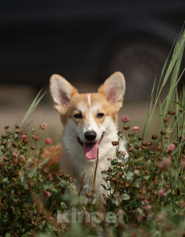 Собаки в Санкт-Петербурге: Перспективная сука вельш корги пемброка Девочка, 120 000 руб. - фото 5