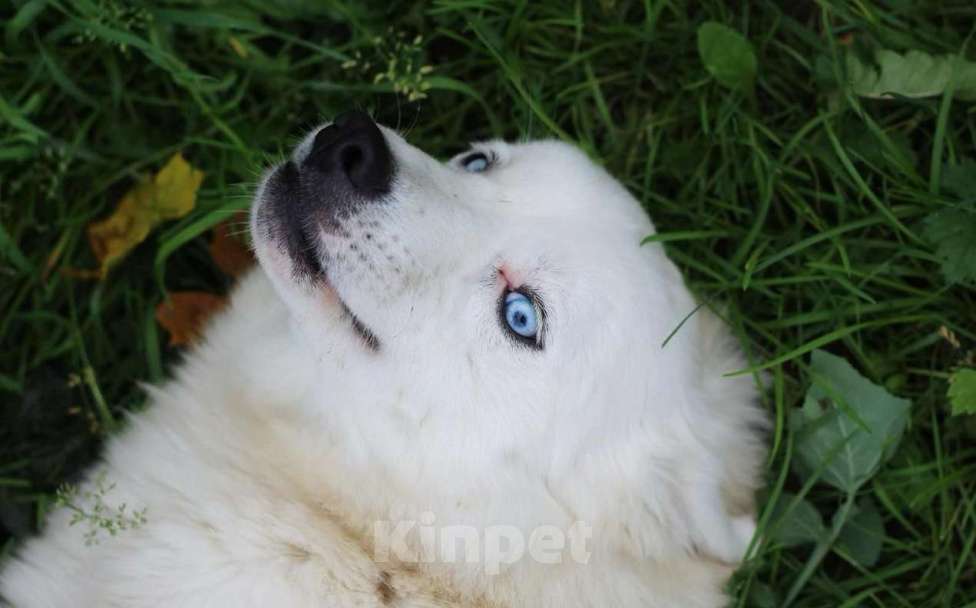Собаки в других городах Московской области: Красивый белоснежный пес в добрые руки бесплатно Мальчик, Бесплатно - фото 1