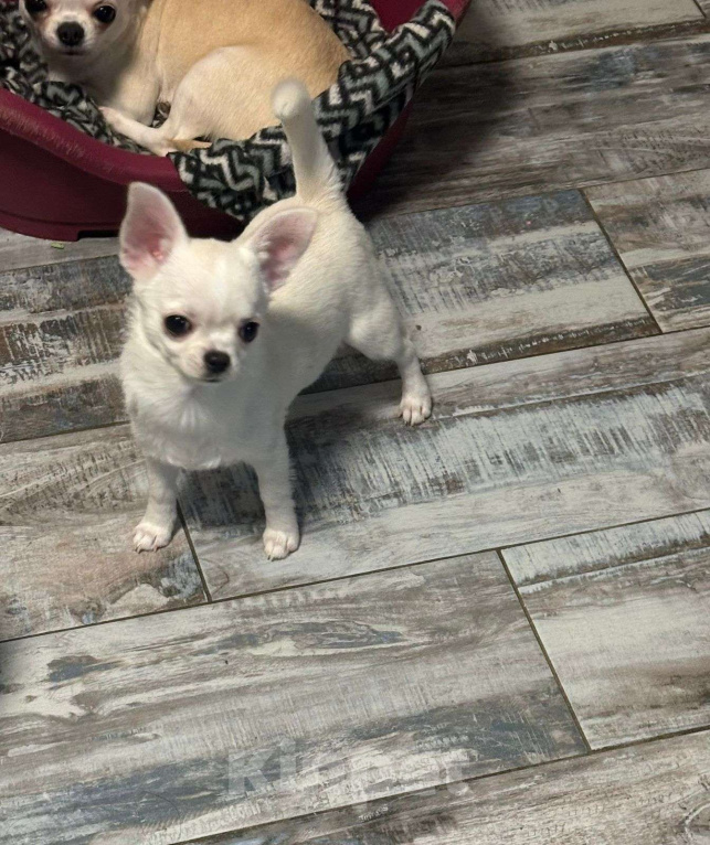 Собаки в Лобне: Чихуахуа мальчик Мальчик, 60 000 руб. - фото 2