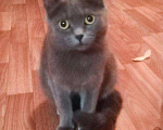 Кошки в Полярном: Молоденькая стерилизованная кошка, Бесплатно - фото 2