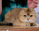 Кошки в Клине: Котята, 10 000 руб. - фото 8