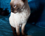 Кошки в Болхове: Котята корниш рекс, 20 000 руб. - фото 1
