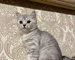 Кошки в Москве: Котятки на продажу Девочка, 7 500 руб. - фото 2