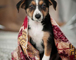 Собаки в Москве: Ищут дом 11 щенков — метисы той-терьера в дар, Бесплатно - фото 5