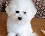 Собаки в Казани: Бишон в добрые руки Девочка, 1 руб. - фото 1