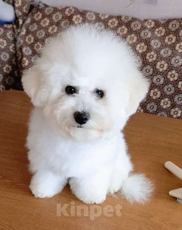 Собаки в Казани: Бишон в добрые руки Девочка, 1 руб. - фото 1