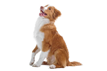 Толлер (новошотландский ретривер)