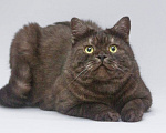 Кошки в Москве: Котик Агат ищет доброе сердце Мальчик, Бесплатно - фото 2