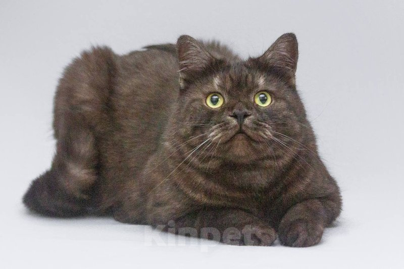 Кошки в Москве: Котик Агат ищет доброе сердце Мальчик, Бесплатно - фото 2