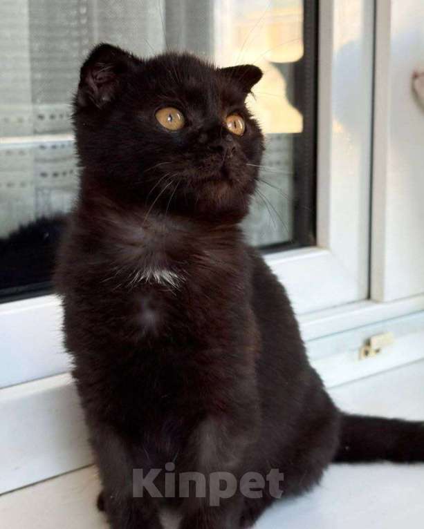 Кошки в Москве: Котенок Юнга ищет дом  Мальчик, Бесплатно - фото 2