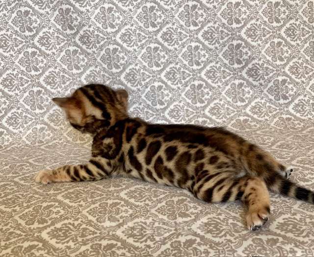 Кошки в Москве: Бенгальские мальчики Мальчик, Бесплатно - фото 2