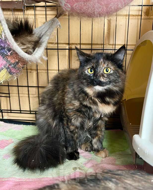 Кошки в Москве: Чудесная мохнатая кошечка Маковка в добрые руки Девочка, Бесплатно - фото 2