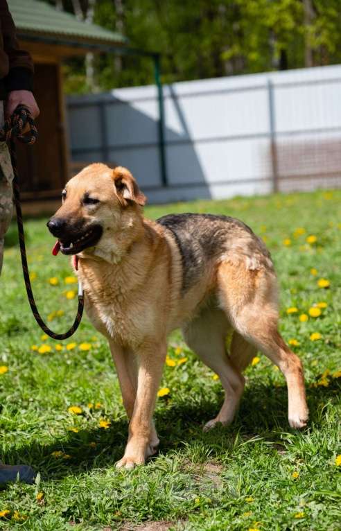Собаки в Москве: Панда. Самая обнимательная девочка Девочка, Бесплатно - фото 7