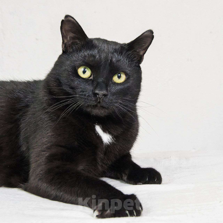 Кошки в Москве: Кот Микроскоп. Солидный кот для солидных господ. Мальчик, Бесплатно - фото 2