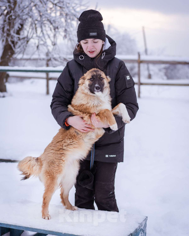 Собаки в Москве: Небольшая собачка чуть ниже колена. Девочка, Бесплатно - фото 3
