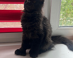 Кошки в Дубне: Котёнок мейн-кун Девочка, 15 000 руб. - фото 2