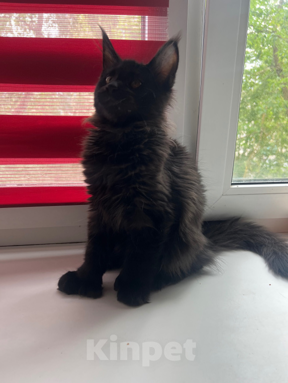Кошки в Дубне: Котёнок мейн-кун Девочка, 15 000 руб. - фото 2