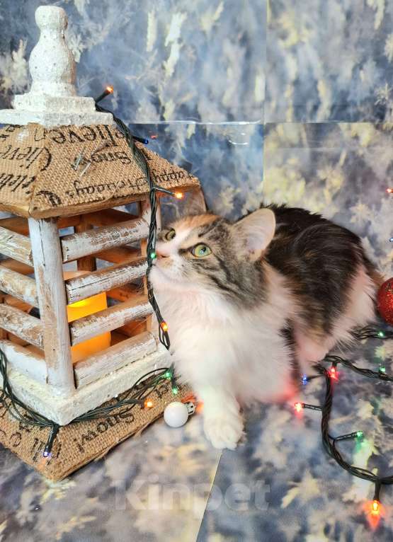 Кошки в Москве: Трехцветный котёнок в добрые руки  Девочка, Бесплатно - фото 3