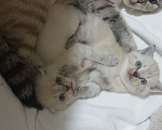 Кошки в других городах Краснодарского края: Шотландские котята Девочка, 8 500 руб. - фото 3