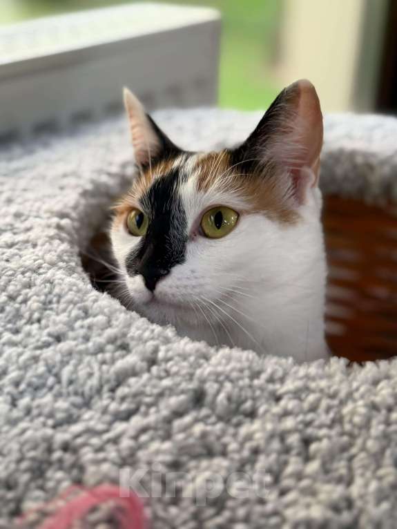 Кошки в Москве: Тикки пора домой Девочка, Бесплатно - фото 5