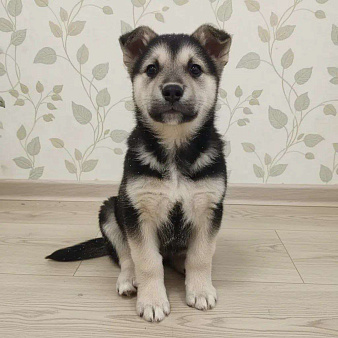 Трогательные щеночки (2 мес.) срочно ищут дом