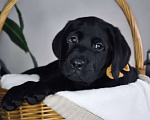 Собаки в других городах Ростовской области: Породные щенки лабрадора ретривера | Чёрные мальчики | Питомник РКФ Мальчик, 100 000 руб. - фото 2