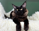 Кошки в Москве: Котенок мейн кун Мальчик, 50 000 руб. - фото 1