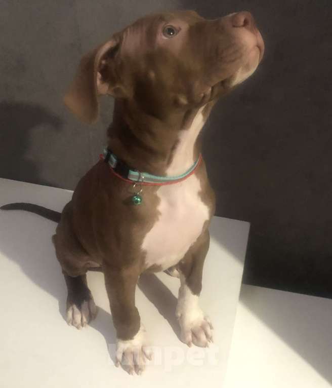 Собаки в Новосибирске: Щенок американского питбультерьера  Мальчик, 60 000 руб. - фото 1