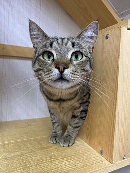 Его оставили в деревне после лета. Зимой он едва выжил