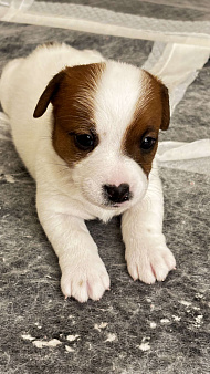 Щенок джек-рассел-терьер от титулованных родителей