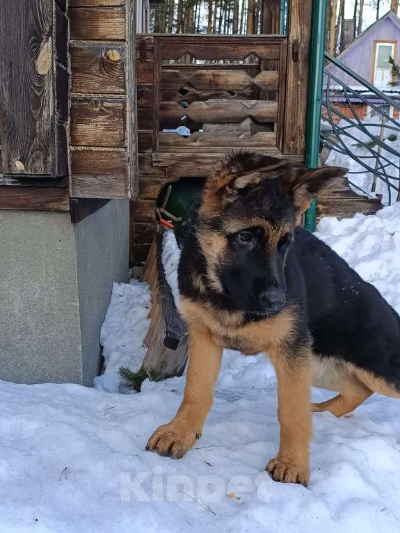 Собаки в Кемерово: Продам щенка немецкой овчарки Девочка, Бесплатно - фото 8