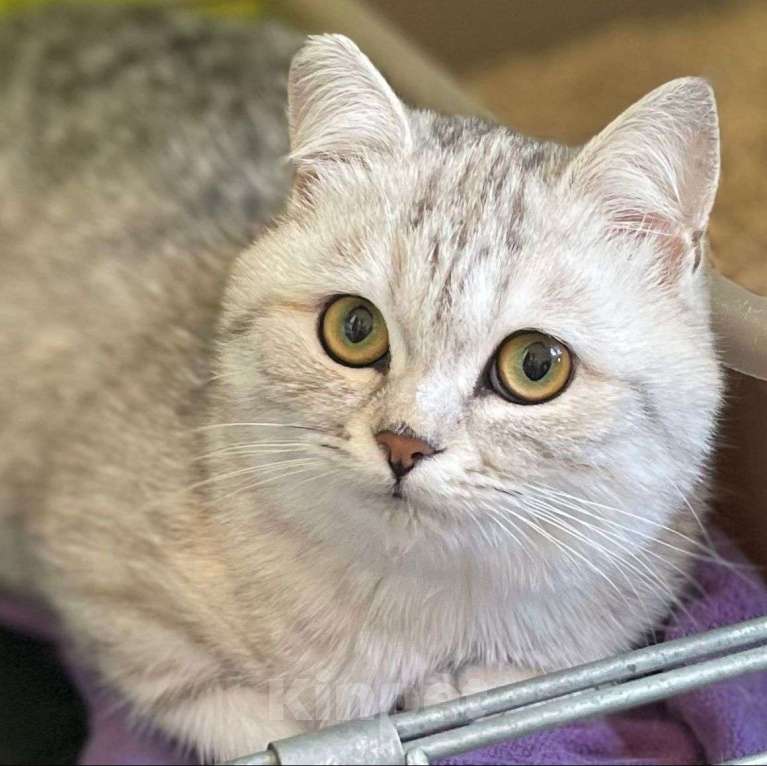 Кошки в Москве: Шотландский вислоухий котенок девочка  Девочка, Бесплатно - фото 1