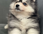 Собаки в Санкт-Петербурге: Мальчик помски  Мальчик, 80 000 руб. - фото 1
