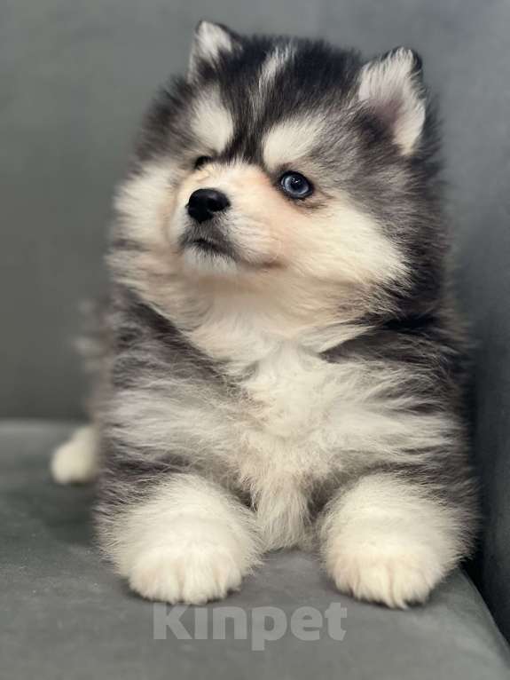 Собаки в Санкт-Петербурге: Мальчик помски  Мальчик, 80 000 руб. - фото 1