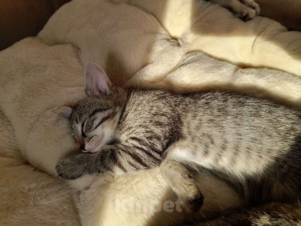 Кошки в Екатеринбурге: Девочка, 4 месяца Девочка, 1 руб. - фото 3