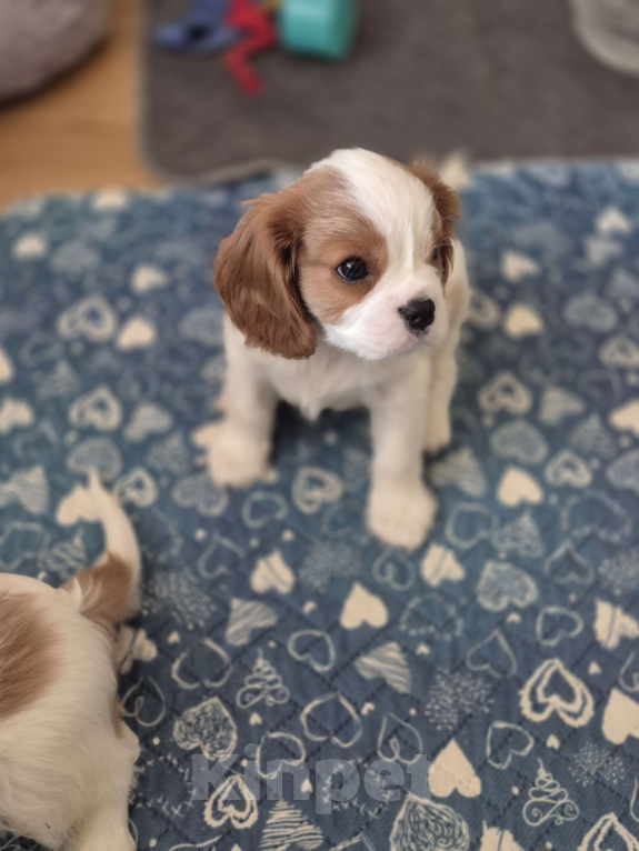 Собаки в Москве: Кавалер кинг чарльз спаниель Мальчик, 50 000 руб. - фото 2