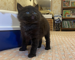 Кошки в Москве: Кото-Космос ищет дом Мальчик, Бесплатно - фото 2
