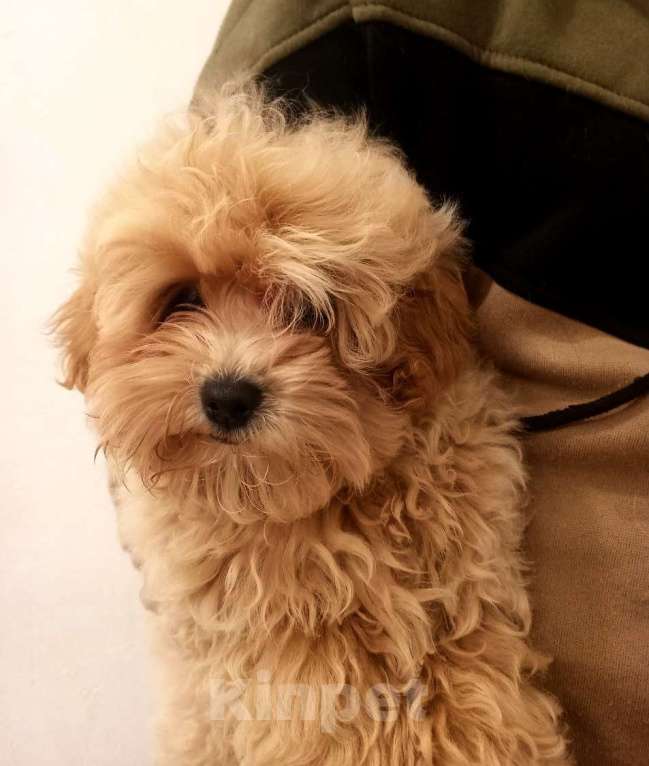 Собаки в других городах Свердловской области: мальтипу F1 мини, карамельный мальчик   Мальчик, 100 000 руб. - фото 3