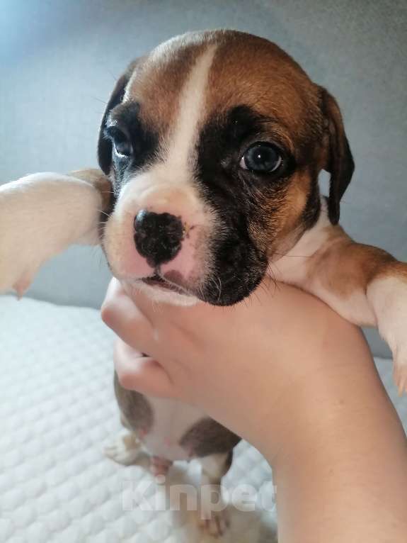 Собаки в Ростове-на-Дону: Щенок метис французского бульдога и бигля Мальчик, Бесплатно - фото 2