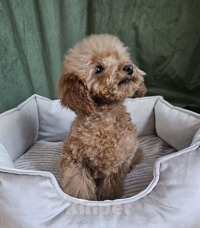 Собаки в Реутове: Девочка  Девочка, 50 000 руб. - фото 5