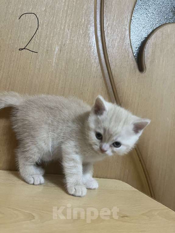 Кошки в Армавире: Ражий мальчик, британский прямоухий Мальчик, 10 000 руб. - фото 2