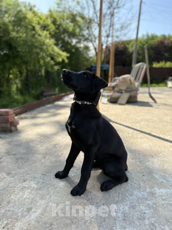 Собаки в других городах Краснодарского края: Уникальный щенок «ризеновчарик» мальчик Вудди Мальчик, 1 000 руб. - фото 7