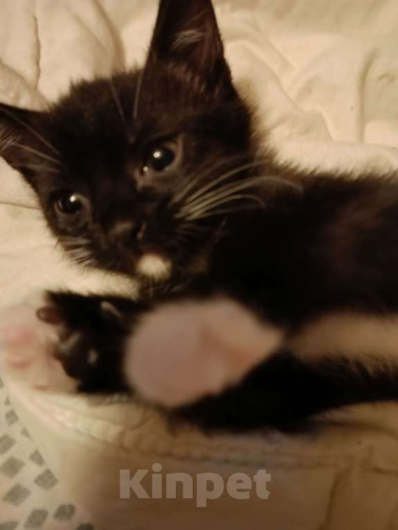 Кошки в Москве: котенок в добрые руки Девочка, 100 руб. - фото 2