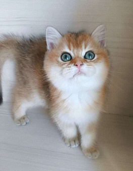 Золотая шиншилла