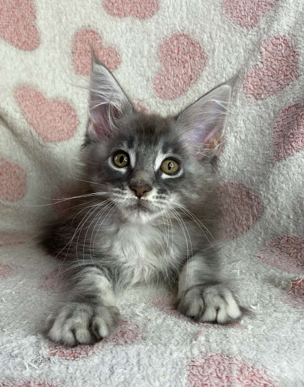 Кошки в Дмитрове: Голубая серебристая мраморная девочка мейн кун Candi Девочка, 15 000 руб. - фото 1