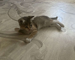 Кошки в Нижнем Новгороде: Отдам кошечку в добрые руки  Девочка, Бесплатно - фото 9